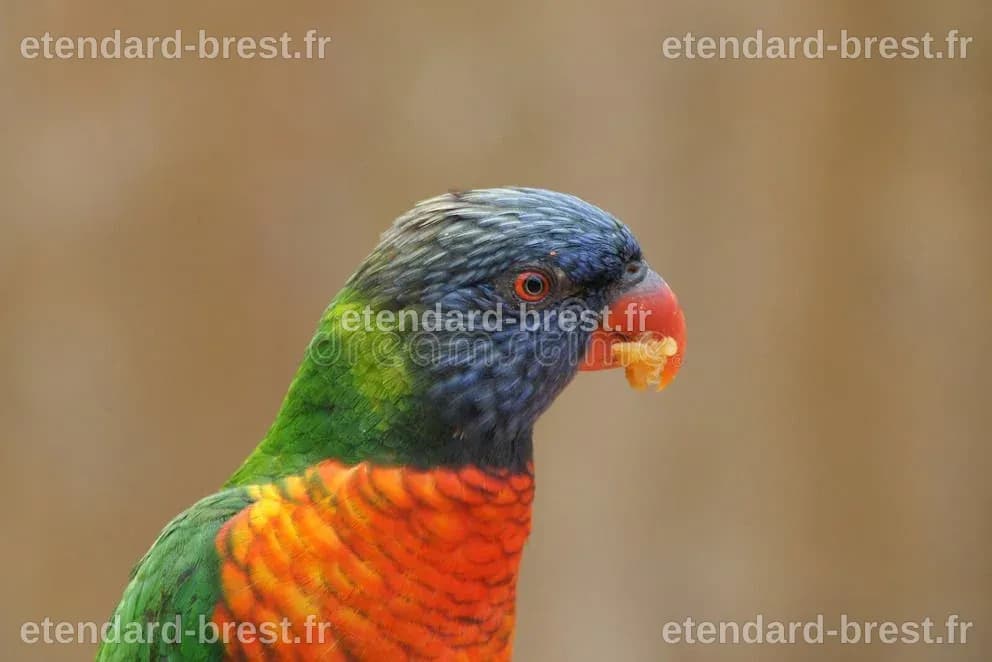 Regenboogparkiet Die Close-up Eten Stock Afbeelding - Image of parkiet ...
